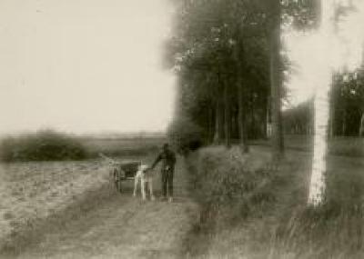 Aan het werk met de hondenkar