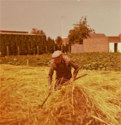 Boerenwerk, oogsten in de jaren 50 