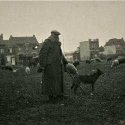 Schaapherder 