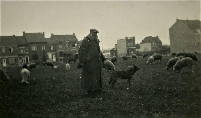 Schaapherder 