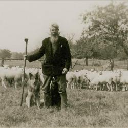 Schaapherder