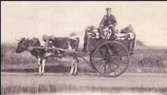 Een klompenmaker en een trekkoe