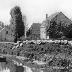 Bericht aan de burgemeester van de gendarmerie over het rangschikken van paarden en rijtuigen