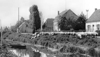 Foto van een herder met schapen op de Cathbrug