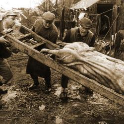 Foto van Gerard Musschoot die ploegt met paard