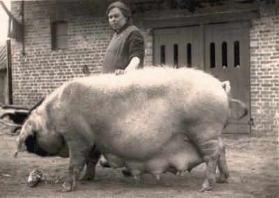 Foto van een varken en een vrouw