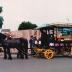 Paardentram, Safarkesmarkt, Wachtebeke, ca. 1982