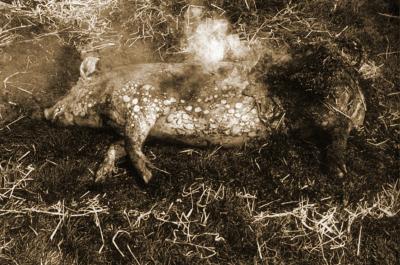 Foto van het thuis slachten van een varken