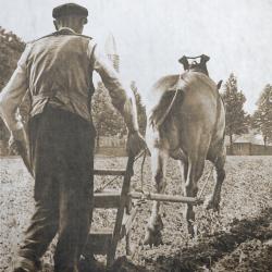 Bericht van rekwisitie van trekpaarden