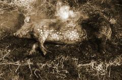 Foto van het thuis slachten van een varken