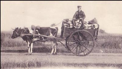 Een klompenmaker en een trekkoe