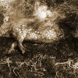 Foto van herder met schapen en herdershond