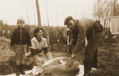 Foto van het thuis slachten van een varken
