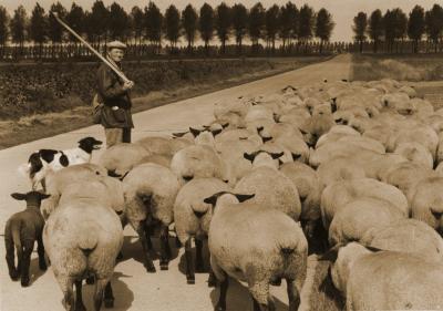 Foto van herder met schapen en herdershond