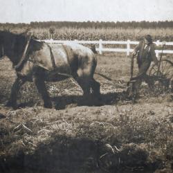 Bericht van rekwisitie van trekpaarden 