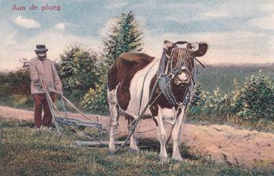 Prentkaart van een koe aan een ploeg