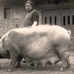 Foto van een lijkkoets getrokken door 2 paarden