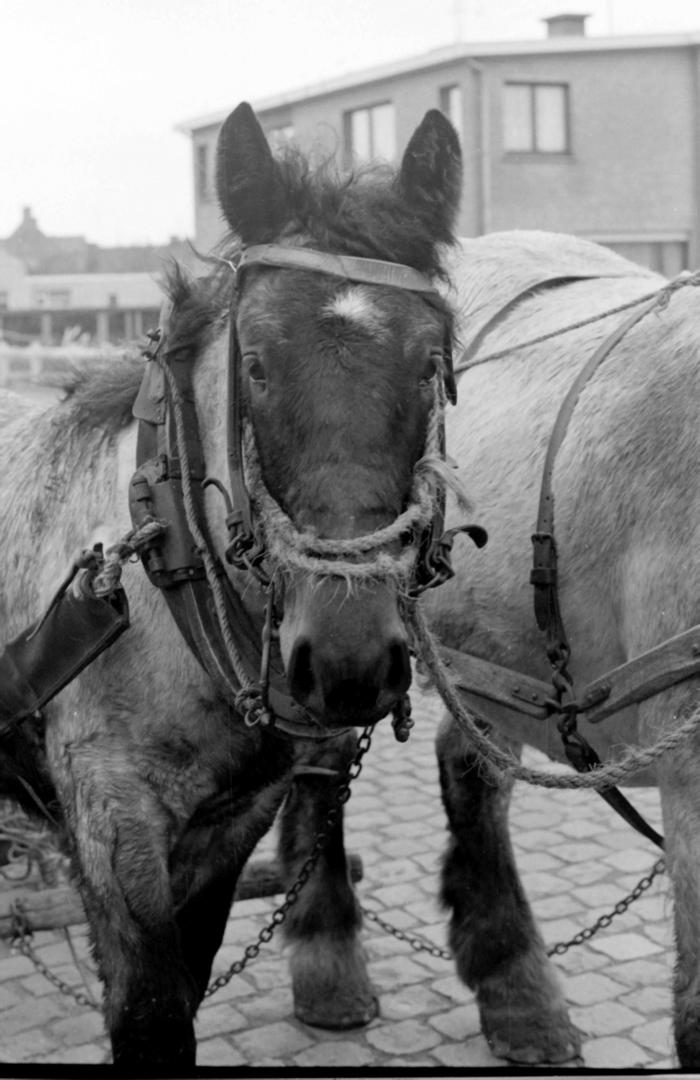Foto van een paard